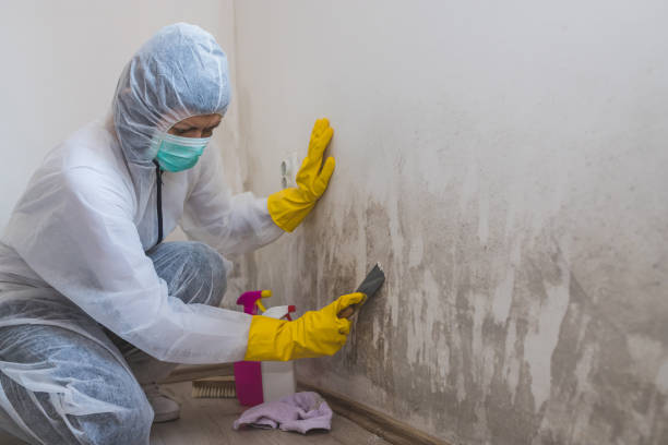 Best Same-Day Mold Removal  in Hawthorne, FL