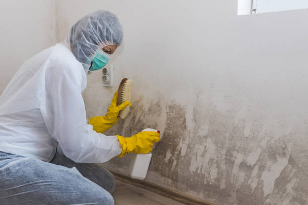 Best Commercial Mold Removal  in Hawthorne, FL