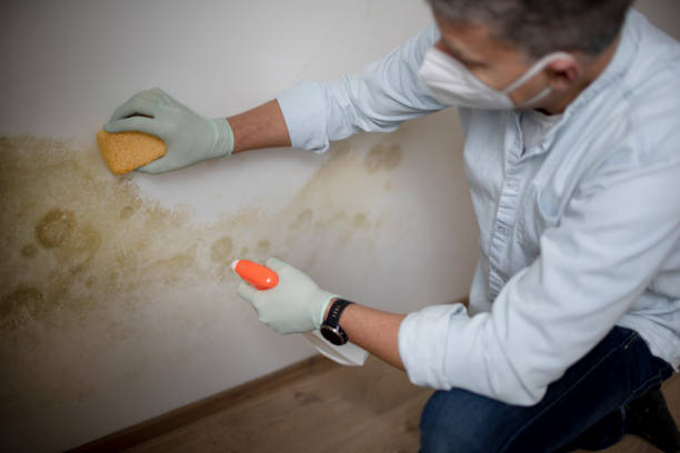 Best Office Mold Removal Services  in Hawthorne, FL