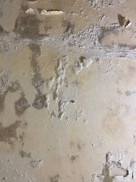 Best Mold Remediation  in Hawthorne, FL