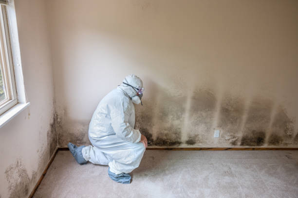 Best Toxic Mold Removal  in Hawthorne, FL