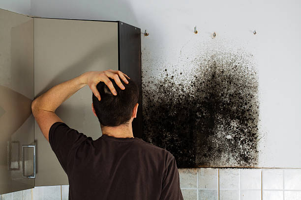 Best Residential Mold Removal  in Hawthorne, FL