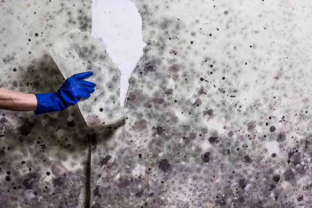 Best Mold Removal Company Near Me  in Hawthorne, FL