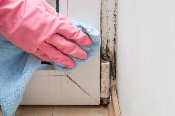 Best Professional Mold Removal  in Hawthorne, FL
