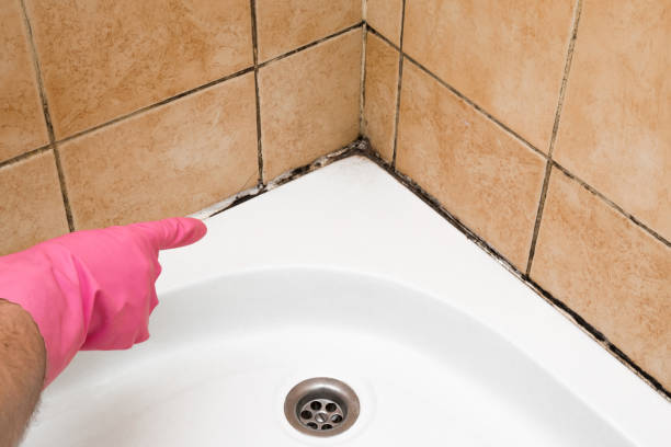 Professional Mold Removal in Hawthorne, FL