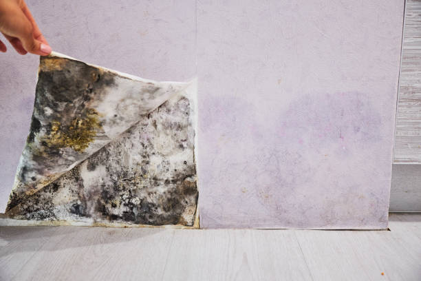 Best Toxic Mold Removal  in Hawthorne, FL